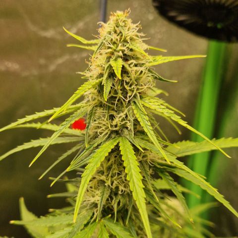 Epsilon F1 growlog timeline photo