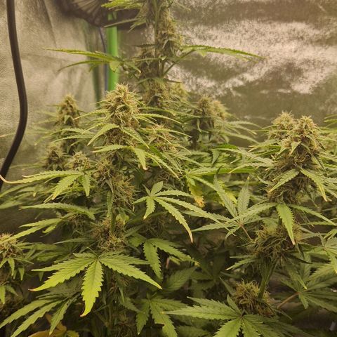 Medusa F1 growlog timeline photo