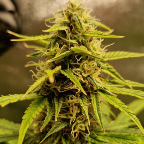 Medusa F1 growlog timeline photo