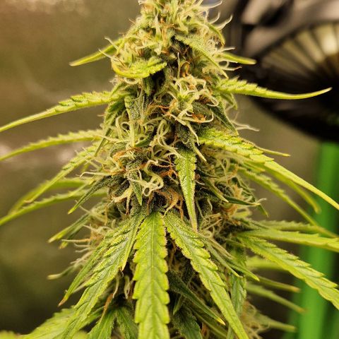 Epsilon F1 growlog timeline photo