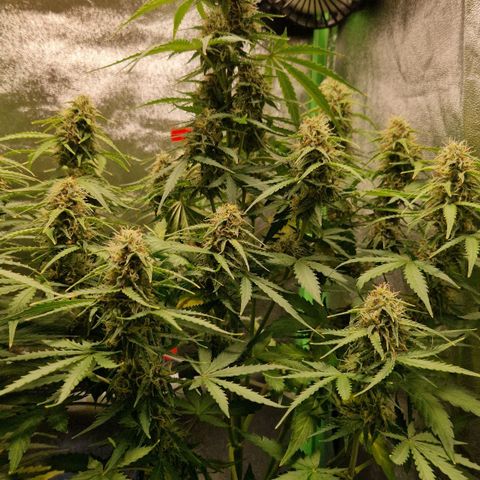 Epsilon F1 growlog timeline photo