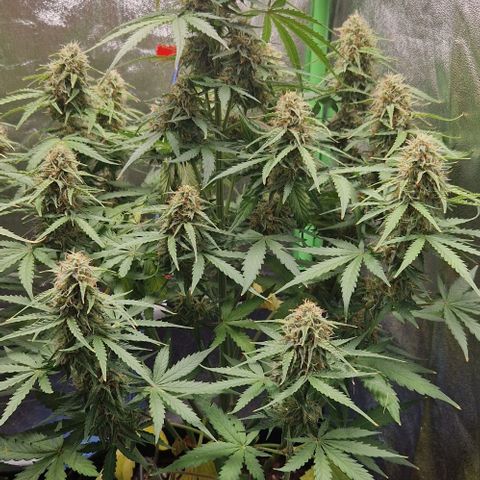 Epsilon F1 growlog timeline photo