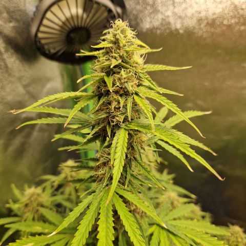 Medusa F1 growlog timeline photo