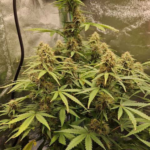 Medusa F1 growlog timeline photo