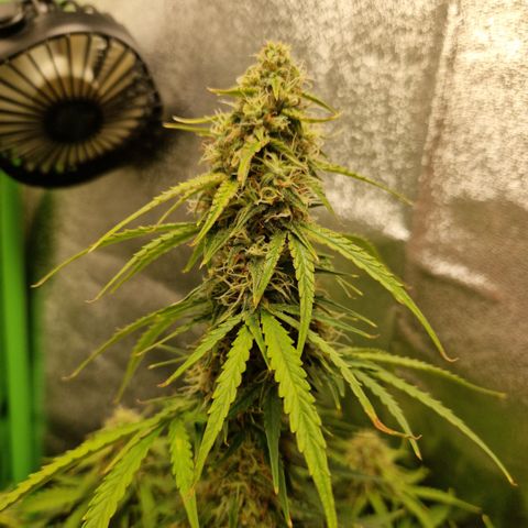 Epsilon F1 growlog timeline photo