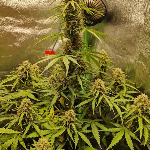 Epsilon F1 growlog timeline photo