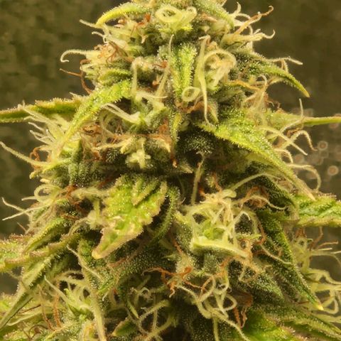 Epsilon F1 growlog timeline photo