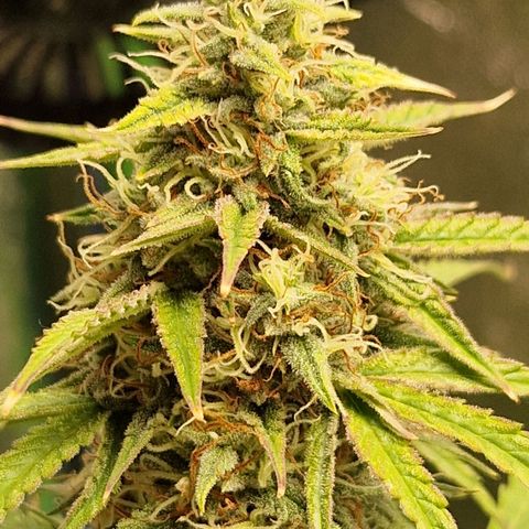 Medusa F1 growlog timeline photo