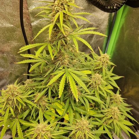 Medusa F1 growlog timeline photo