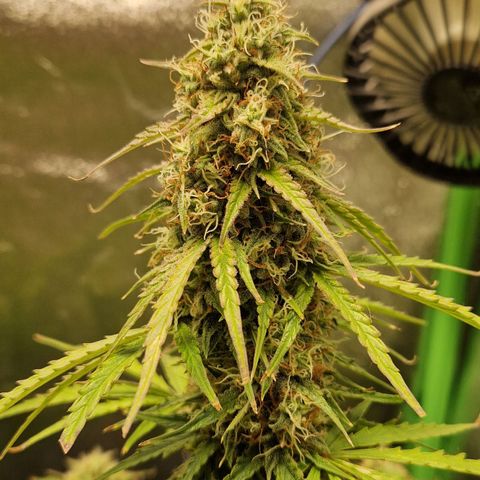 Epsilon F1 growlog timeline photo
