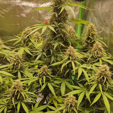 Epsilon F1 growlog timeline photo