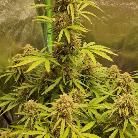 Medusa F1 growlog timeline photo
