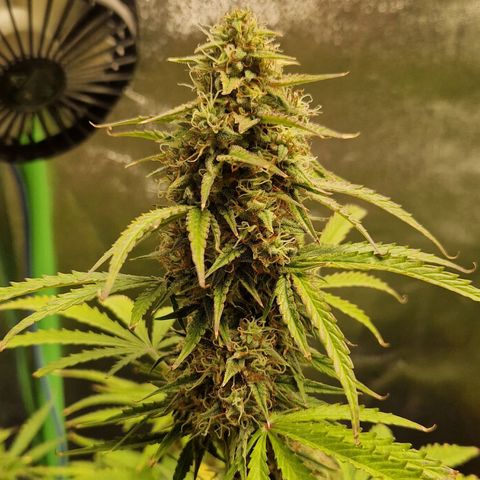 Medusa F1 growlog timeline photo