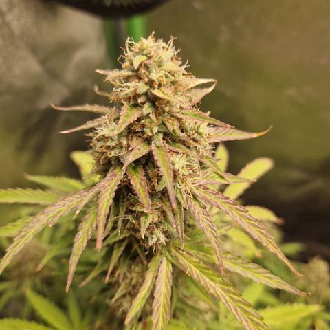 Medusa F1 growlog timeline photo