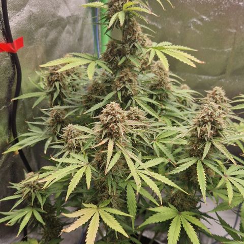 Medusa F1 growlog photo: Last days before harvesting.