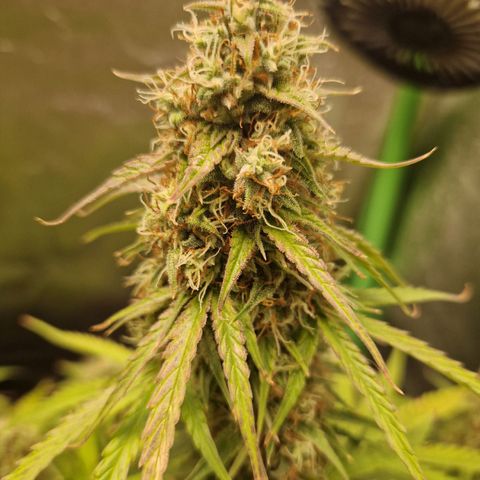 Epsilon F1 growlog timeline photo