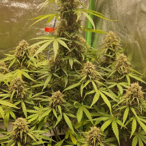Epsilon F1 growlog photo: Last days before harvesting.