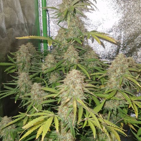 Medusa F1 growlog timeline photo