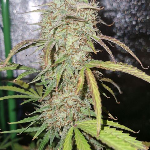 Medusa F1 growlog timeline photo