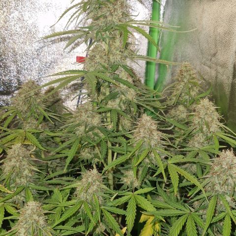Epsilon F1 growlog timeline photo