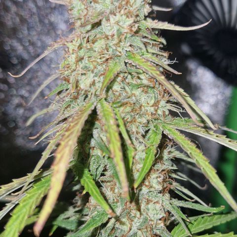 Epsilon F1 growlog timeline photo