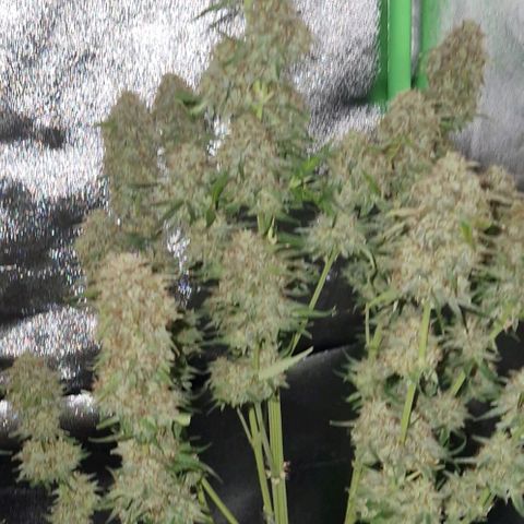 Medusa F1 growlog timeline photo