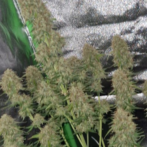 Epsilon F1 growlog timeline photo
