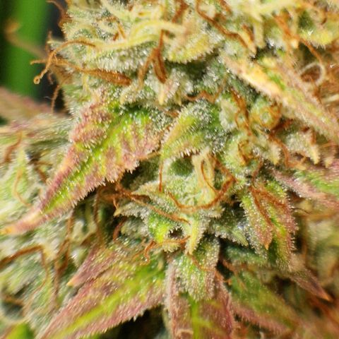 Medusa F1 growlog timeline photo