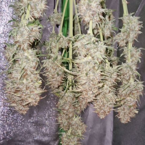 Epsilon F1 growlog photo: Today was harvest, now the drying begins.