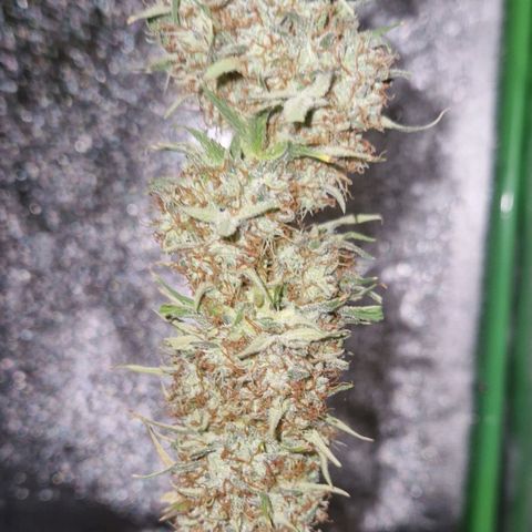 Epsilon F1 growlog photo: Today was harvest, now the drying begins.
