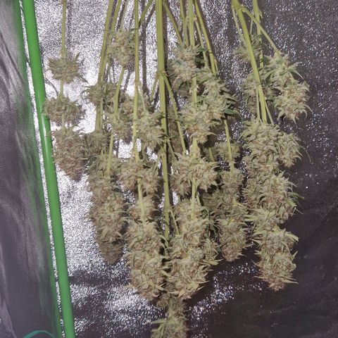 Medusa F1 growlog photo: Today was harvest, now the drying begins.