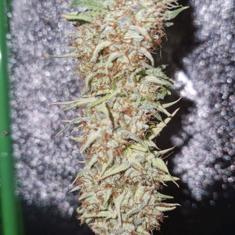 Medusa F1 growlog photo: Today was harvest, now the drying begins.