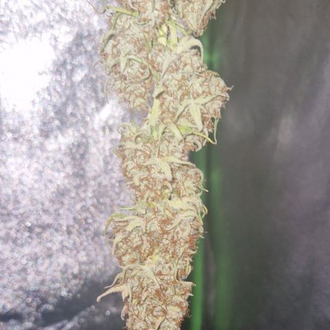 Epsilon F1 growlog photo: I'm also quite sure now that this is the Epsilon, because of the flowery smell and because it's shorter that the other one.