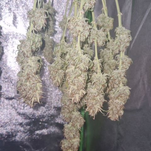 Epsilon F1 growlog photo: I'm also quite sure now that this is the Epsilon, because of the flowery smell and because it's shorter that the other one.