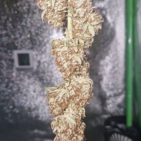 Epsilon F1 growlog photo: Tomorrow the drying stage should be done.