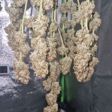 Epsilon F1 growlog photo: Tomorrow the drying stage should be done.