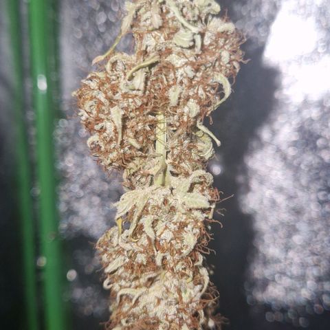 Medusa F1 growlog photo: Tomorrow the drying stage should be done.