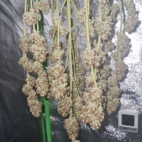 Medusa F1 growlog photo: Tomorrow the drying stage should be done.