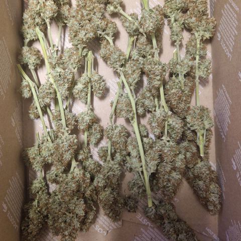 Epsilon F1 growlog photo: Today I trimmed the Epsilon. I'm gonna dry it more in a box for about 12h before starting the curing process.