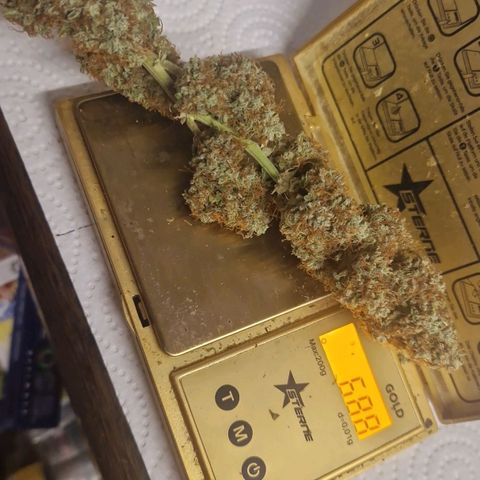 Epsilon F1 growlog photo: Today I trimmed the Epsilon. I'm gonna dry it more in a box for about 12h before starting the curing process.