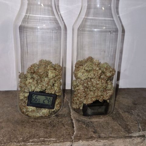 Medusa F1 growlog photo: Drying is completely over. Now my weed is ready and smokeable but still needs some curing for best taste.
