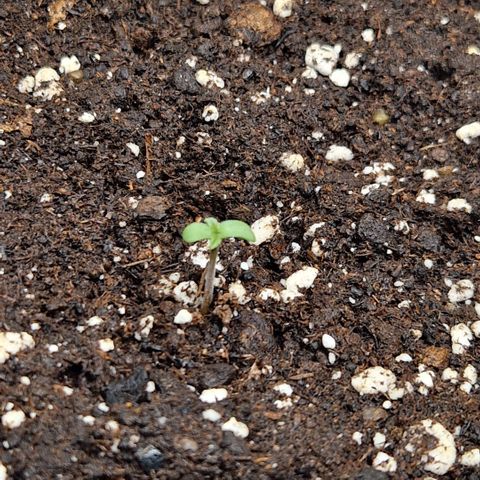 Grüne Italienische-Eiscreme growlog photo: Every Seed did sprout. We pray for a goddess harvest🙏🏻