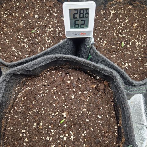 Grüne Italienische-Eiscreme growlog photo: Every Seed did sprout. We pray for a goddess harvest🙏🏻