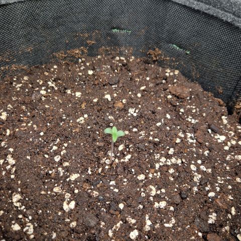 Grüne Italienische-Eiscreme growlog timeline photo