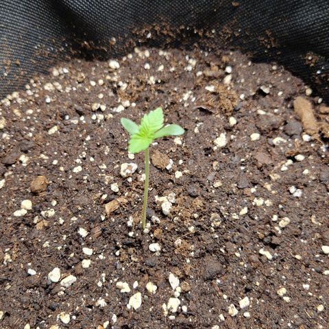 Grüne Italienische-Eiscreme growlog timeline photo