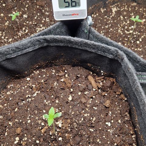 Grüne Italienische-Eiscreme growlog timeline photo