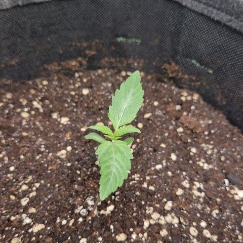 Grüne Italienische-Eiscreme growlog photo: I was gine for 3 days. The plants look fine but the stem is obviously a little tall for how skinny it is and the leaves are growing kinda weird.