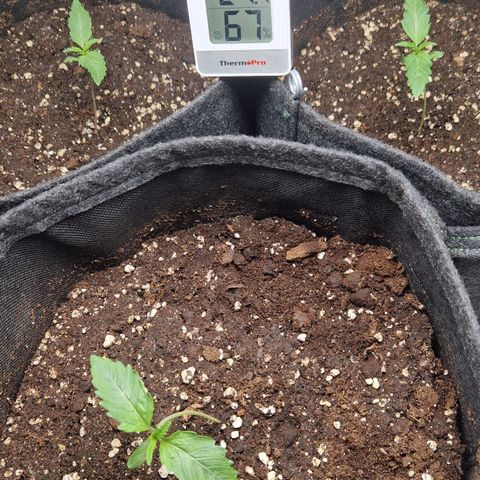 Grüne Italienische-Eiscreme growlog photo: I was gine for 3 days. The plants look fine but the stem is obviously a little tall for how skinny it is and the leaves are growing kinda weird.