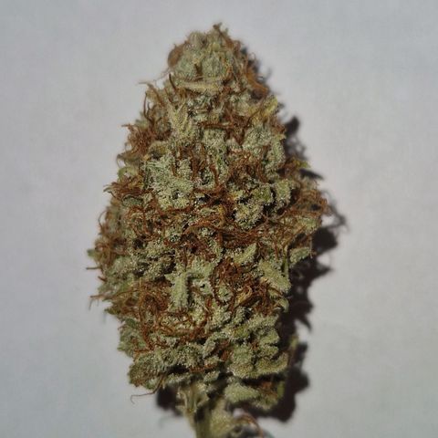 Medusa F1 growlog photo: The curing is now done, my first grow was a great success.