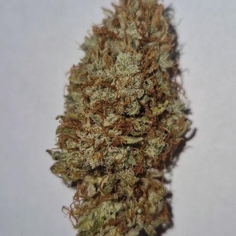 Epsilon F1 growlog photo: The curing is now done, my first grow was a great success.